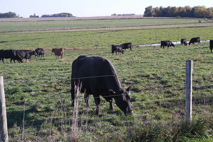 Pasture scenes at Brookdale Farms. 