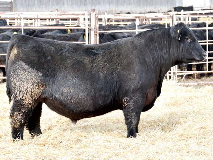 ブラック bull様 Black Wagyu Bulls - Y2 WAGYU - ¥和牛兼赤牛